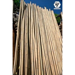 Troncs de bambou (arundinaria amabilis)